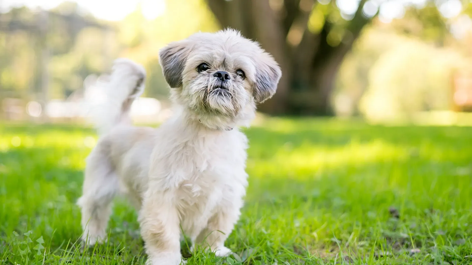 Shih Tzu